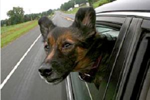 Как перевозить собаку в машине