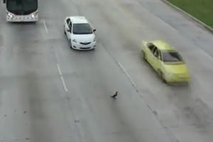 Утка переходит дорогу